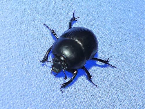 Réf. 308 448 : Geotrupes sp.